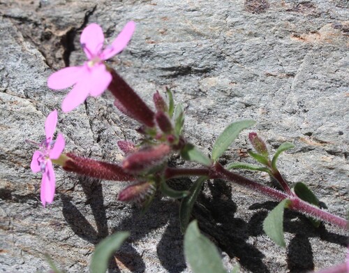 Saponaria ocymoides, photograph 6