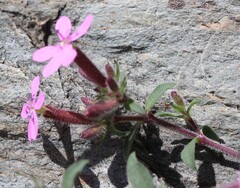 Saponaria ocymoides, photograph (c) Lídia Carrera, some rights reserved (CC BY)