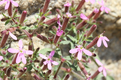 Saponaria ocymoides, photograph 5