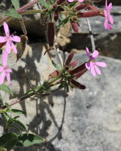 Saponaria ocymoides, photograph 3