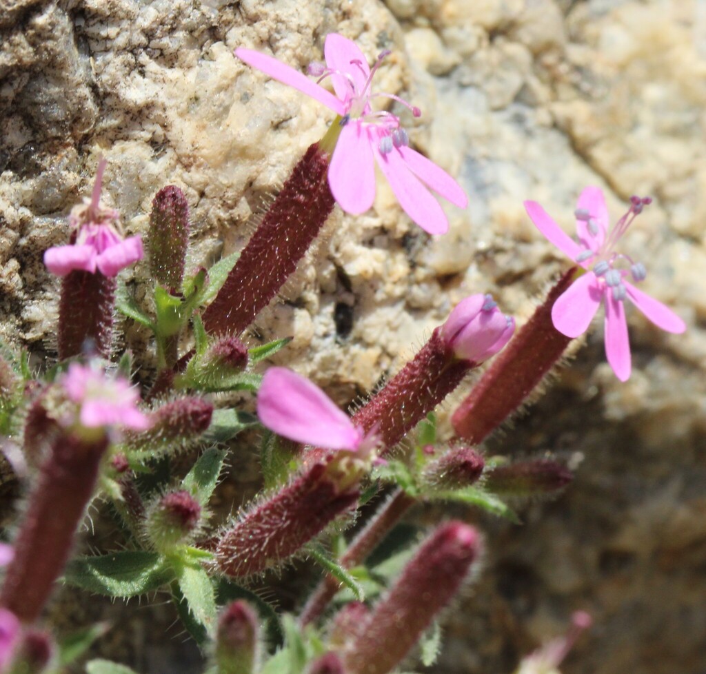 Saponaria ocymoides; photograph (c) Lídia Carrera, some rights reserved (CC BY)