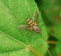 Diptera