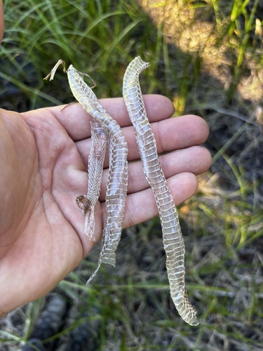 iNaturalist observation photo of Western Terrestrial Garter Snake