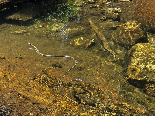 iNaturalist observation photo of Mountain Garter Snake