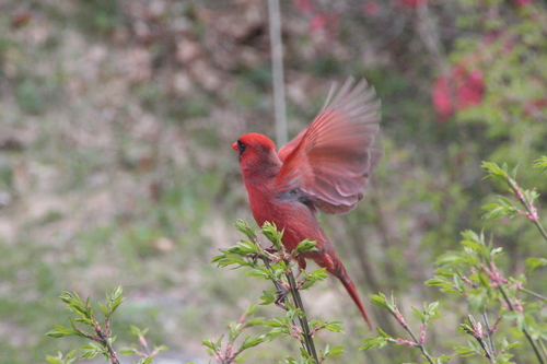 Northern Cardinal photographed in New Hampshire