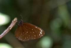 Euploea crameri