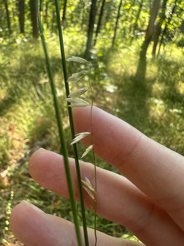 Melica mutica observed 2026-08-03