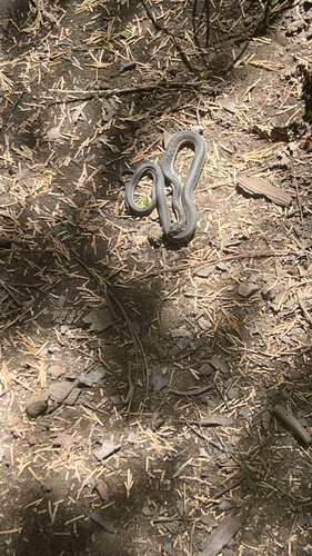 iNaturalist observation photo of Colubrid Snakes