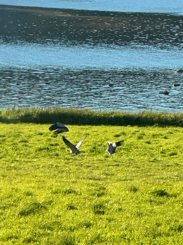 Common Crane