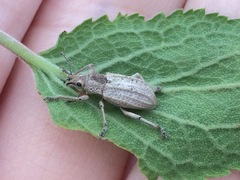 Compsus auricephalus