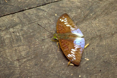 Tanaecia iapis puseda