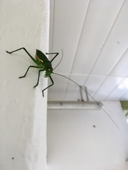 Uromenus brevicollis