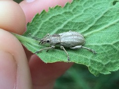 Compsus auricephalus