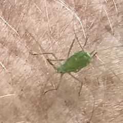 Uroleucon erigeronense