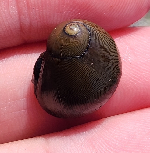 Neritina reclivata observed 2026-08-05