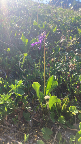 Dodecatheon frigidum, 2026-07-26