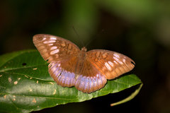 Tanaecia iapis puseda