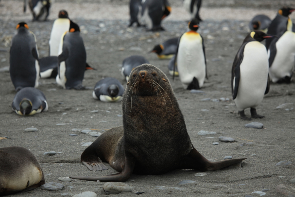 Antarctic Fur Seal