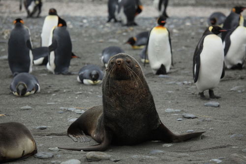 Antarctic Fur Seal