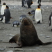 Antarctic Fur Seal - Photo (c) Liam Quinn, some rights reserved (CC BY-SA)