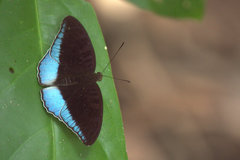 Tanaecia iapis puseda