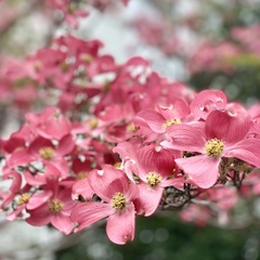 Cornus florida rubra
