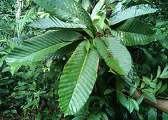 Dipterocarpus cornutus