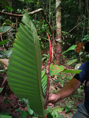 Dipterocarpus cornutus