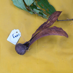 Dipterocarpus cornutus