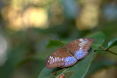 Tanaecia iapis puseda