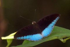 Tanaecia iapis puseda