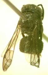 Brachygastra augusti