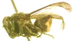 Brachygastra augusti