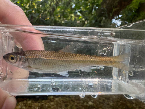 Duskystripe shiner (Luxilus pilsbryi) — Cyprinidae — 4
