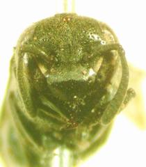 Brachygastra augusti