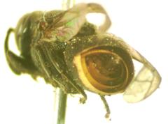 Brachygastra augusti