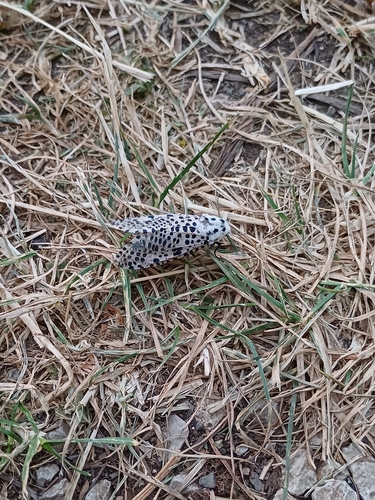 Wood Leopard Moth