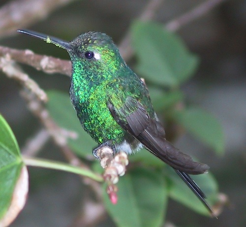 Cuban Emerald