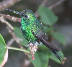 Cuban Emerald photo 4