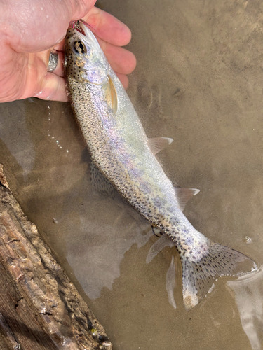 Rainbow Trout