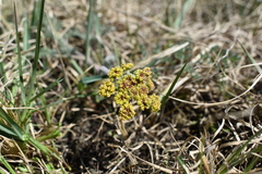 Lomatium foeniculaceum