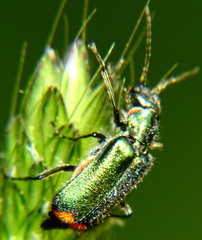 Malachius bipustulatus