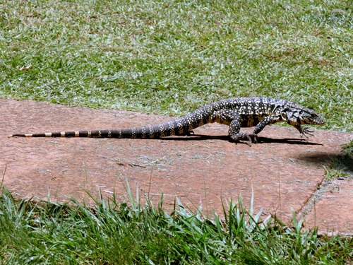 Argentine Black-and-white Tegu, photo 9 of 10
