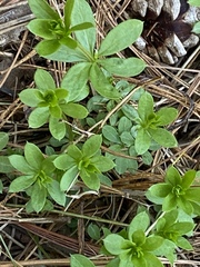 Galium odoratum