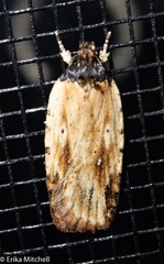 Agonopterix atrodorsella