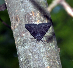 Catocala antinympha
