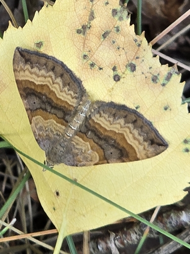 Shaded Broad-bar