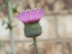 Cirsium engelmannii