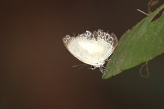 Lycaenopsis haraldus