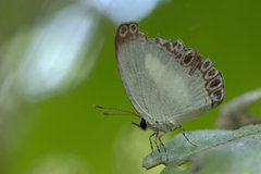 Lycaenopsis haraldus